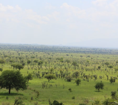 pianupelodges gallery